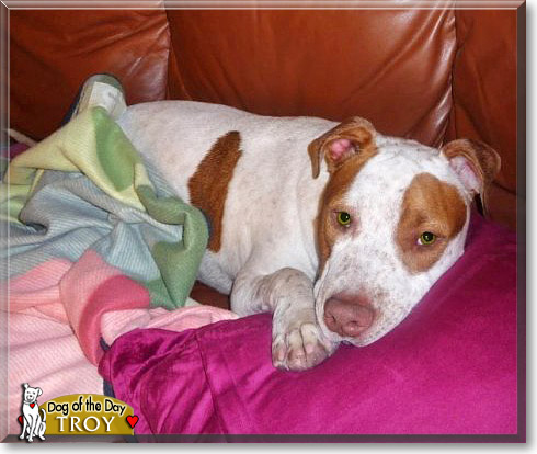 Troy, the Dog of the Day Troy, the Dog of the Day