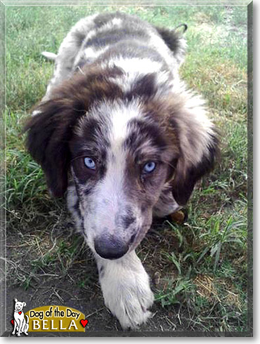 Bella, the Dog of the Day Bella, the Dog of the Day