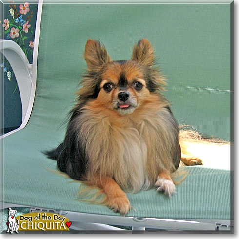 Chiquita, the Dog of the Day