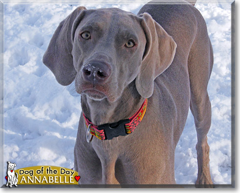 Annabelle, the Dog of the Day