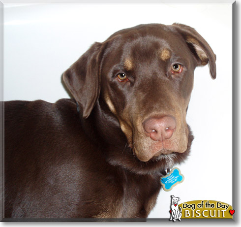 Biscuit, the Dog of the Day Biscuit, the Dog of the Day