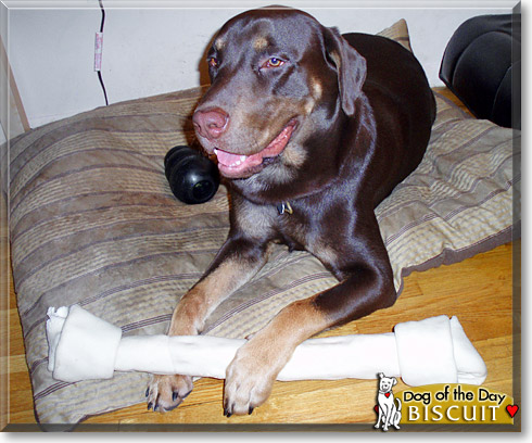 Biscuit, the Dog of the Day Biscuit, the Dog of the Day