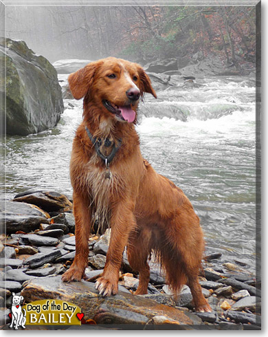 Bailey, the Dog of the Day Bailey, the Dog of the Day