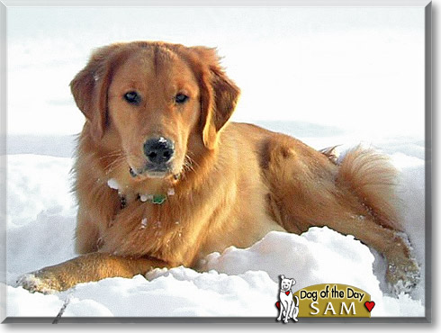 Sam, the Dog of the Day