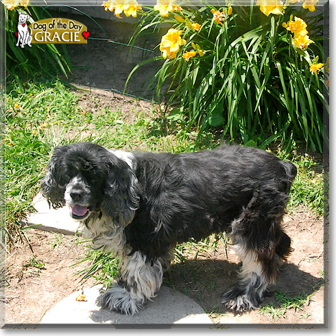 Gracie, the Dog of the Day Gracie, the Dog of the Day