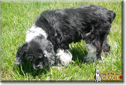 Gracie, the Dog of the Day Gracie, the Dog of the Day