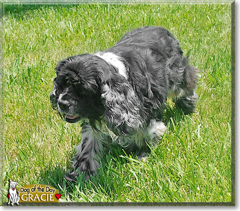 Gracie, the Dog of the Day Gracie, the Dog of the Day