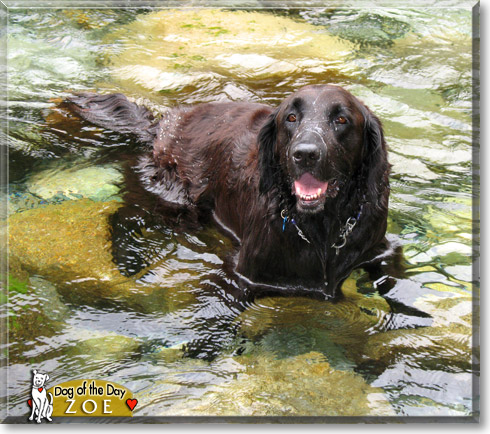 Zoe, the Dog of the Day