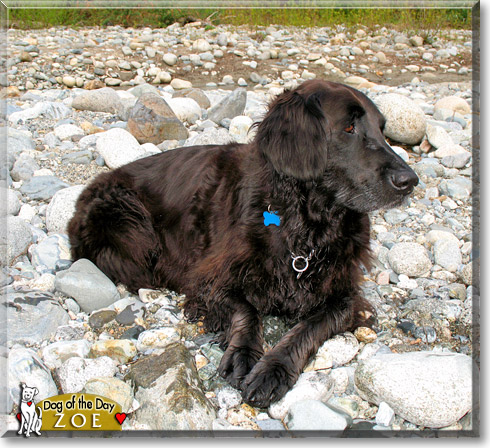 Zoe, the Dog of the Day
