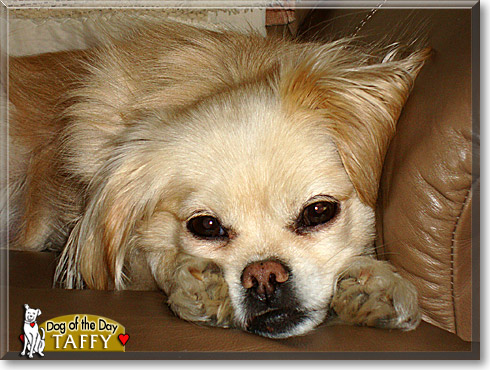 Taffy, the Dog of the Day