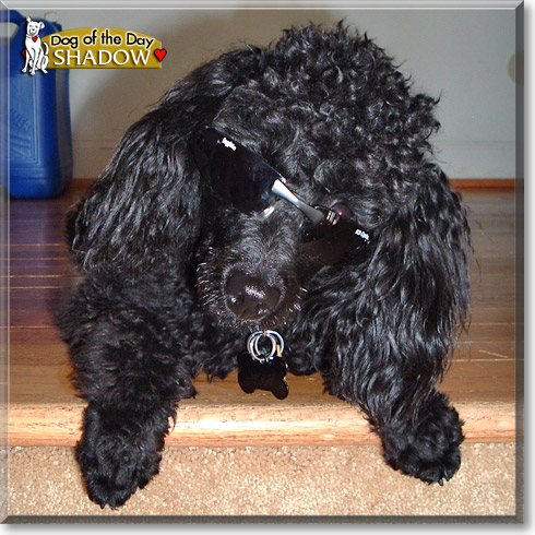 Shadow, the Dog of the Day