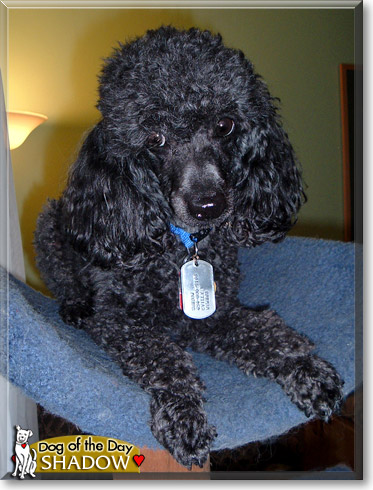 Shadow, the Dog of the Day
