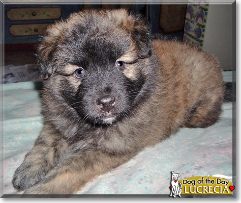 Lucrecia, the Dog of the Day Lucrecia, the Dog of the Day