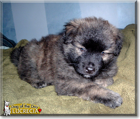 Lucrecia, the Dog of the Day Lucrecia, the Dog of the Day