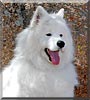Zak