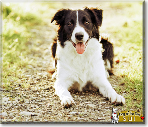 Sui, the Dog of the Day