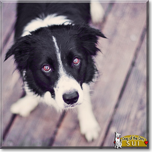 Sui, the Dog of the Day