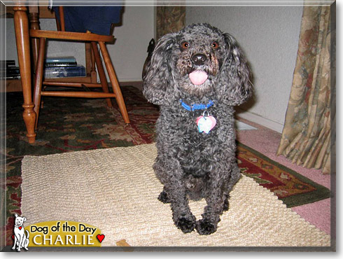 Charlie, the Dog of the Day