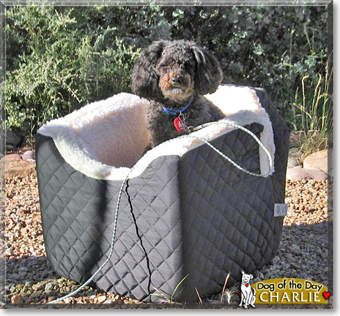Charlie, the Dog of the Day