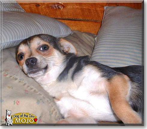 Mojo, the Dog of the Day