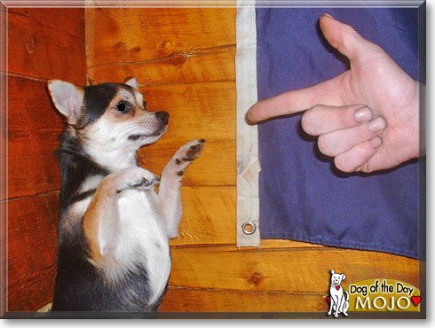 Mojo, the Dog of the Day