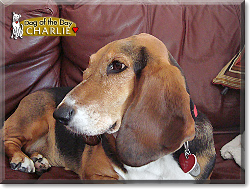 Charlie, the Dog of the Day
