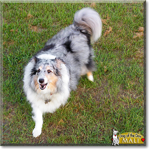 Mali, the Dog of the Day Mali, the Dog of the Day