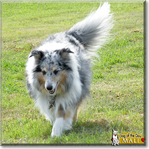 Mali, the Dog of the Day Mali, the Dog of the Day