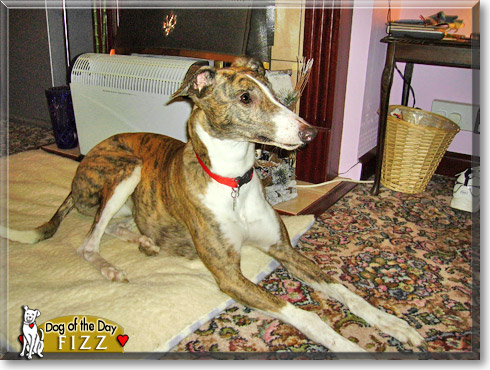 Fizz, the Dog of the Day Fizz, the Dog of the Day