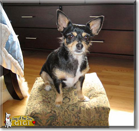 Gigi, the Dog of the Day