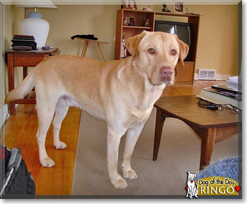 Ringo, the Dog of the Day