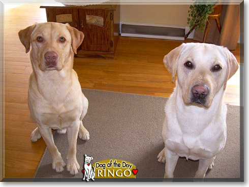 Ringo, the Dog of the Day