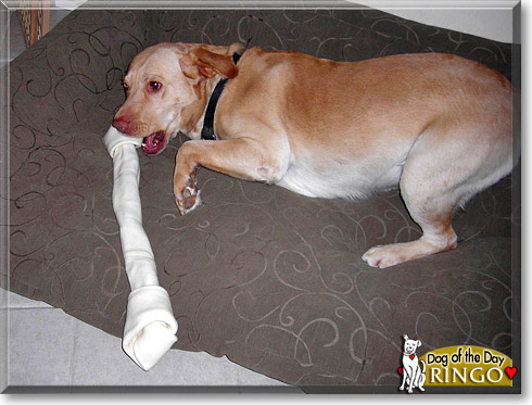 Ringo, the Dog of the Day