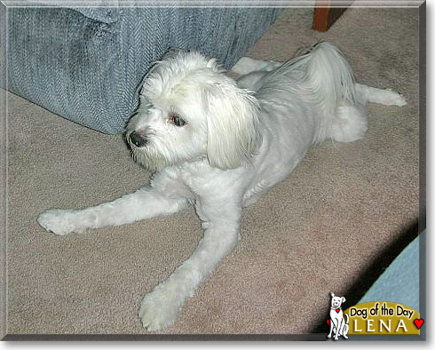 Lena, the Dog of the Day