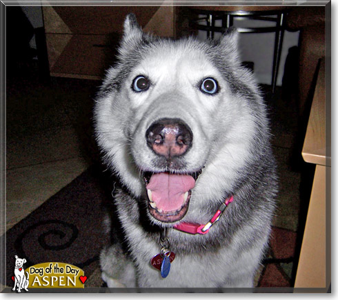 Aspen, the Dog of the Day