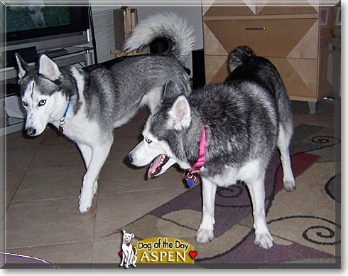 Aspen, the Dog of the Day
