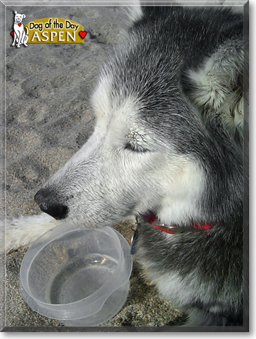 Aspen, the Dog of the Day