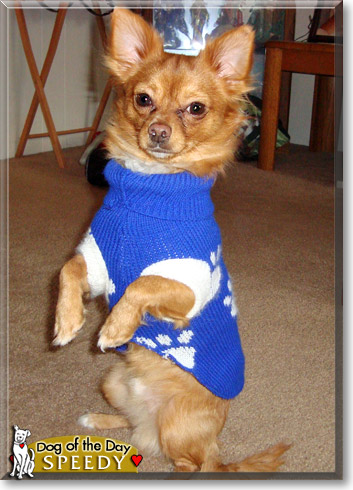Speedy, the Dog of the Day Speedy, the Dog of the Day
