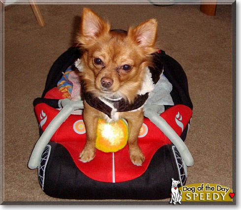 Speedy, the Dog of the Day Speedy, the Dog of the Day