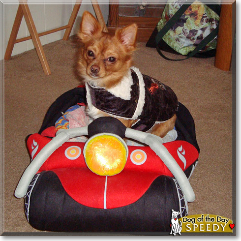 Speedy, the Dog of the Day Speedy, the Dog of the Day