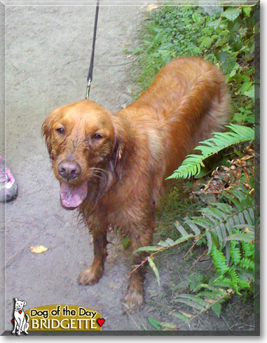 Bridgette, the Dog of the Day Bridgette, the Dog of the Day
