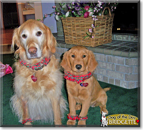 Bridgette, the Dog of the Day Bridgette, the Dog of the Day