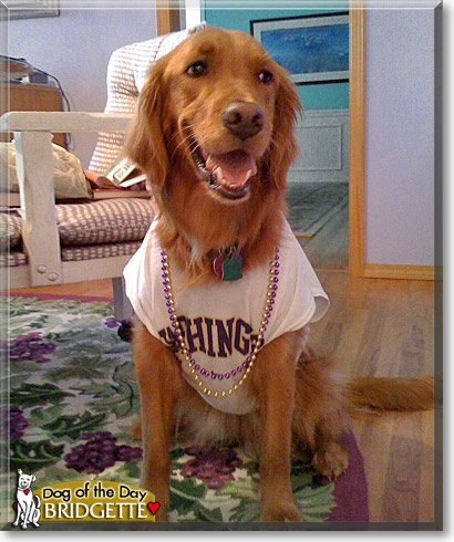 Bridgette, the Dog of the Day Bridgette, the Dog of the Day
