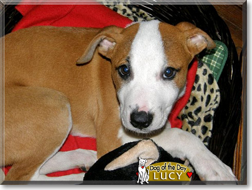 Lucy, the Dog of the Day