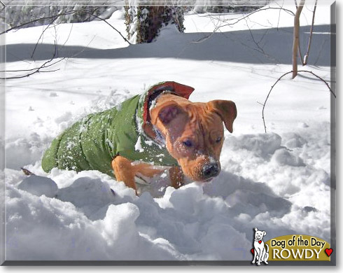 Rowdy, the Dog of the Day
