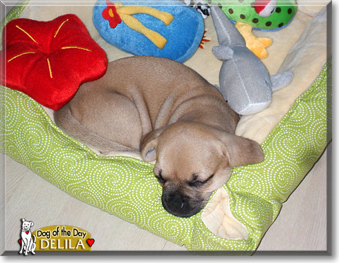 Delila, the Dog of the Day