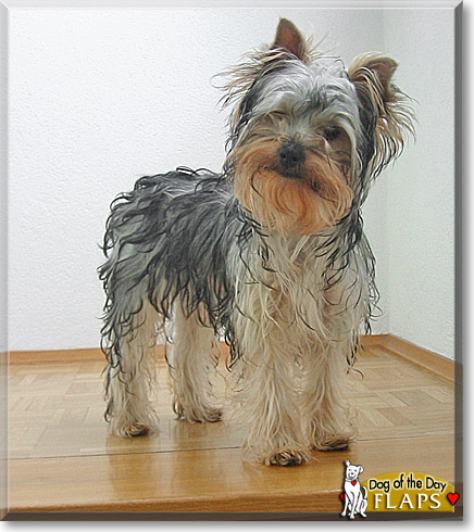 Flaps, the Dog of the Day
