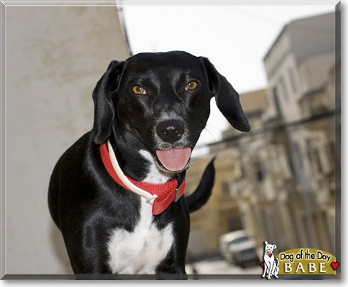 Babe, the Dog of the Day