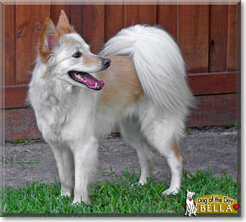 Bella, the Dog of the Day