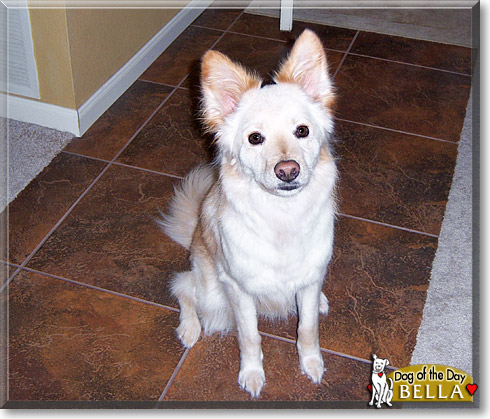 Bella, the Dog of the Day